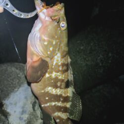 やっとこさのアコウ🎣