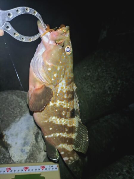 やっとこさのアコウ🎣