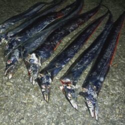 たまには太刀魚テンヤ🎣