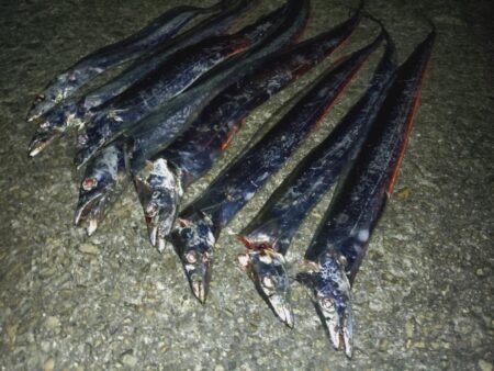 たまには太刀魚テンヤ🎣