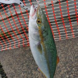 平日の雨、ショアジギング🎣