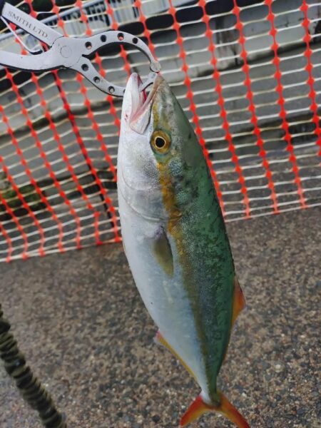平日の雨、ショアジギング🎣