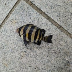 初めて釣ったサンバソウ。