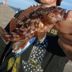 イカ不調で五目釣り