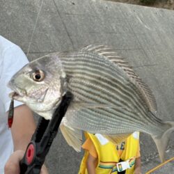 なんでもいいから釣りたかった