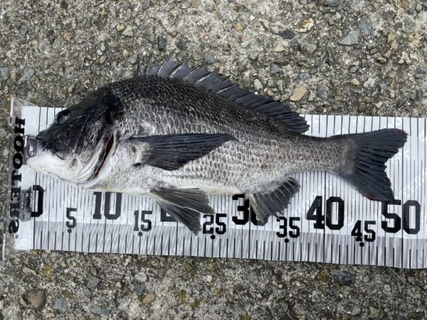 イチノ兄弟、釣果！