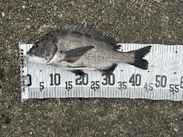 イチノ兄弟、釣果!