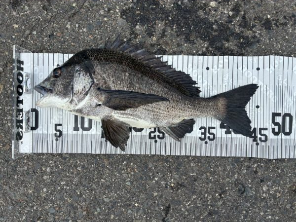 イチノ兄弟、釣果！