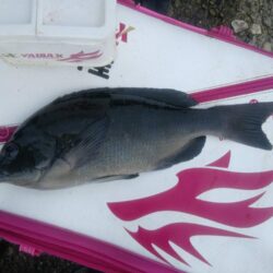 和歌山市江（吉丸渡船）でグレ釣り