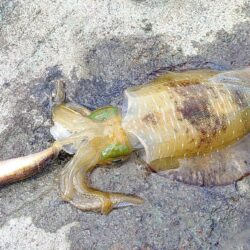 平日でも人は多めの越前海岸