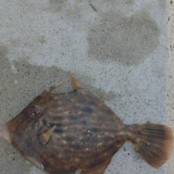 午後からの投釣り
