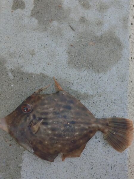 午後からの投釣り