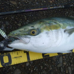 今期初ベイトショアジギ釣行