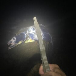 タチウオ釣行