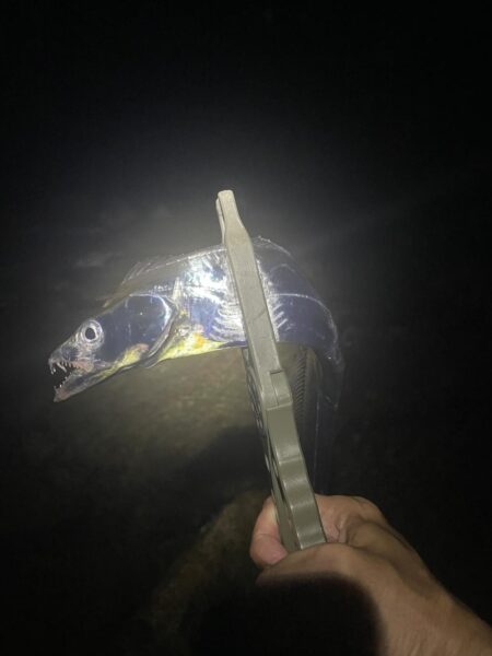 タチウオ釣行