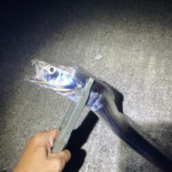 タチウオ釣行