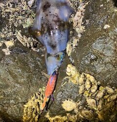 エギング 波高になる前に