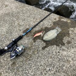 宮津アオリランガン