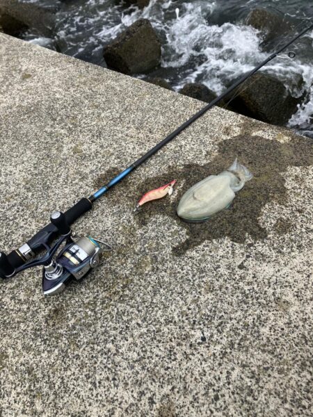 宮津アオリランガン