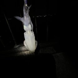 シルバーウィーク中日