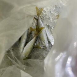 餌用にさびき