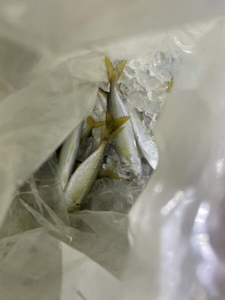 餌用にさびき