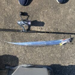 昼太刀魚