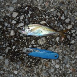 アジ釣り　ウリ坊の大群