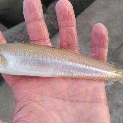 赤灯台で投げ釣り
