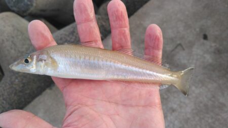赤灯台で投げ釣り