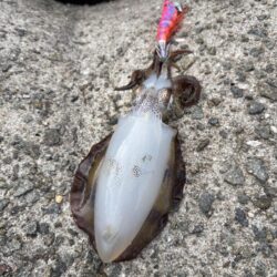 秋イカエギング