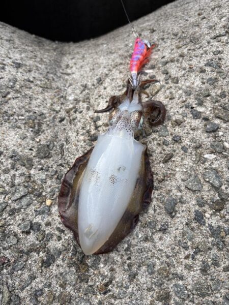 秋イカエギング