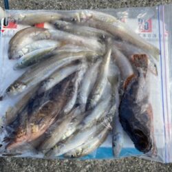 シロギスタ:再度沖堤防へ