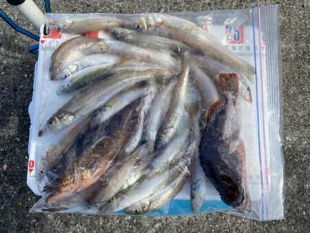 シロギスタ:再度沖堤防へ