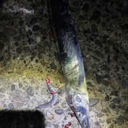 タチウオ釣り