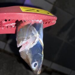 やっと釣り行けた！