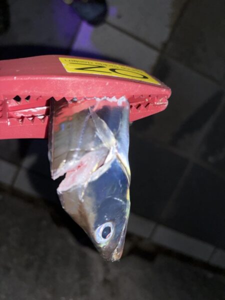 やっと釣り行けた！