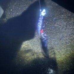 タチウオ釣り