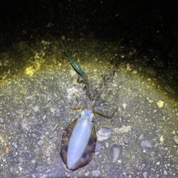 タチウオ狙えずエギング。