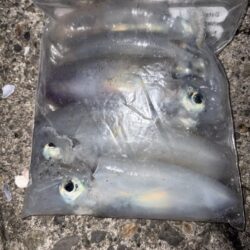 アオリ