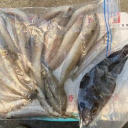 シロギスタ:久々の沖堤防