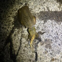 夕方から