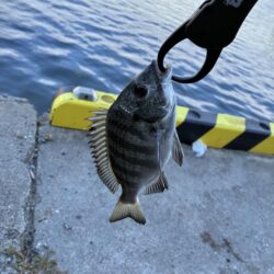 紀州釣り
