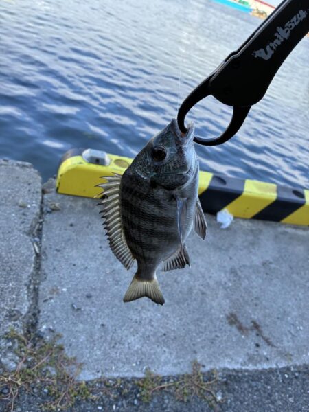 紀州釣り