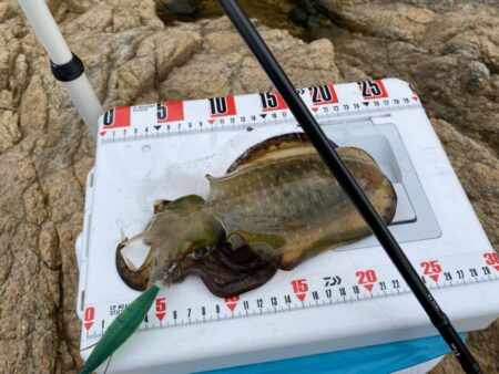 シロギスタ:エギング第4戦は離島地磯で