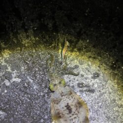 タチウオ釣り場でエギング