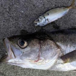 ノマセでスズキ釣れたんです！