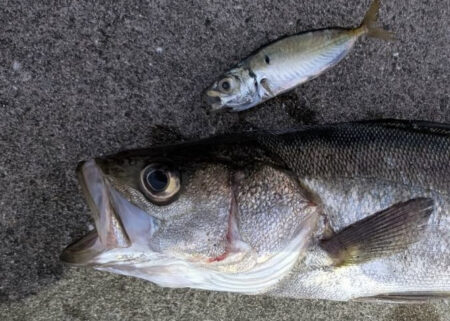 ノマセでスズキ釣れたんです！