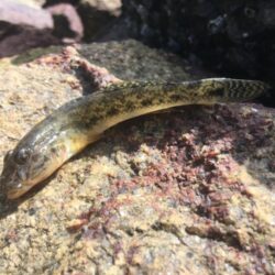 マハゼシフトへ