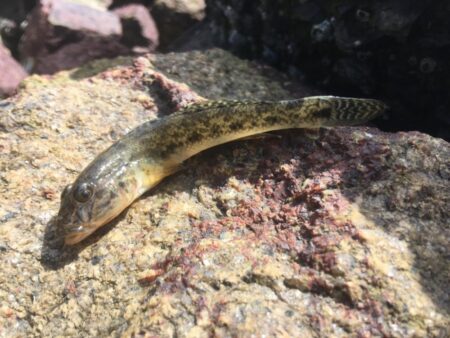 マハゼシフトへ